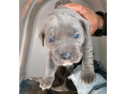 Daha ıyısı varsa buyrun gorelım secerelı safkan cane corso