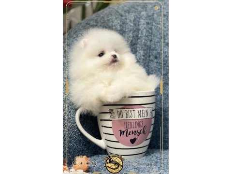 Teacup pomeranian boo yavrumuz