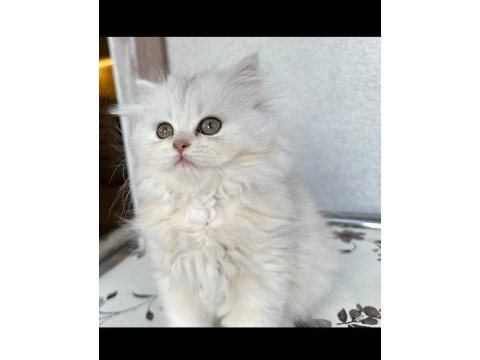 Acil sahiplendirme british longhair