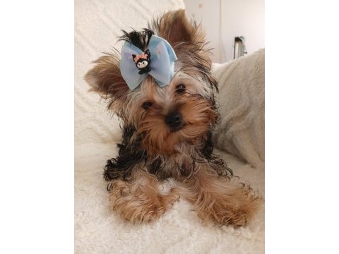 Orjinal baby face yorkshire terrier erkek