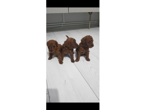 Kore toy poodle