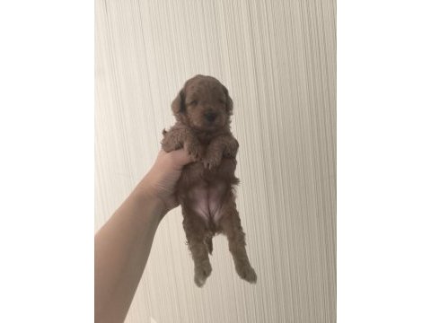 Bir aylık poodle yavrular 15 güne teslime hazır