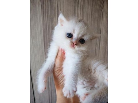 White erkek yavru british