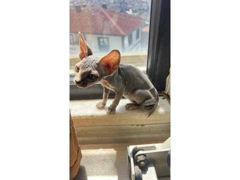 Safkan sfenks yavruları yeni yuvalarını arıyor