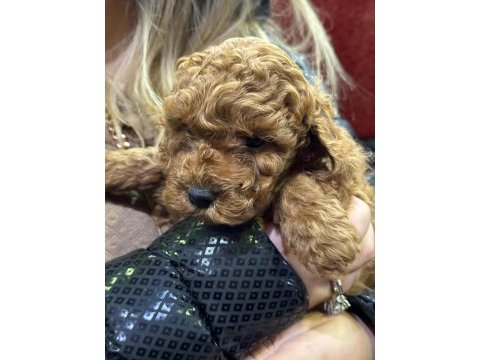 Orjinal toy poodle