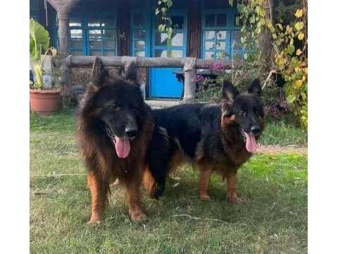 K9 alman çoban kurdu