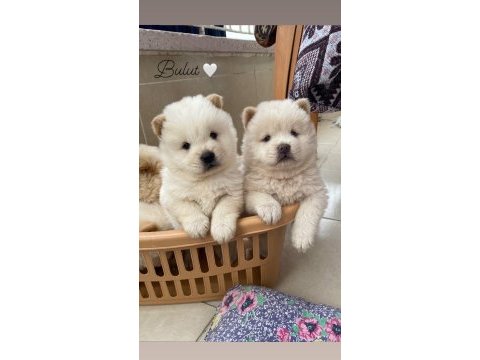 İki aylık chow chow yavrularımız teslime hazır