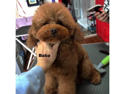 Biz çok tatlı 3 poodle kardeşiz