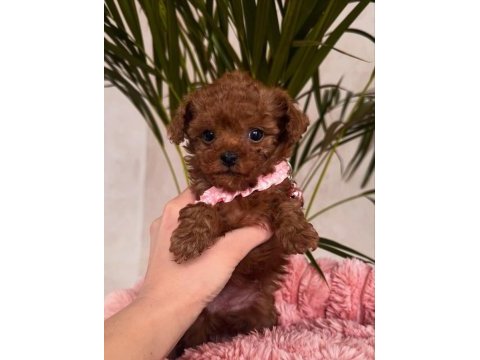 Irk sağlık garantili toy poodle yavrularımız