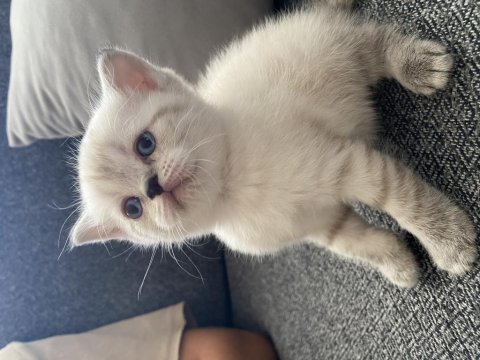 Safkan british longhair dişi yavrusu