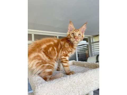 Red xl mainecoon erkek 