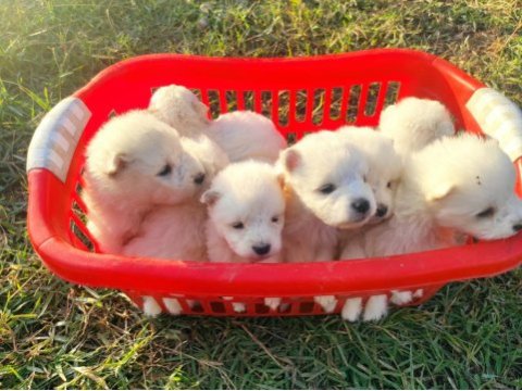 Kar beyazı samoyed yavrularımız yeni sahibini arıyor