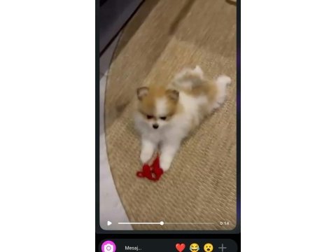 50 günlük pomeranian dişiler