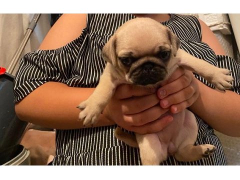 Pug mops yavrularımız yeni yuvalarını arıyorlar