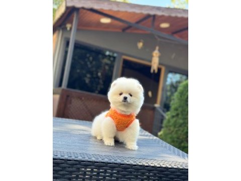 Sağlık ve ırk garantili pomeranian