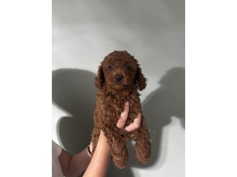 Orjinal ırk red brown renk dişi erkek poodle
