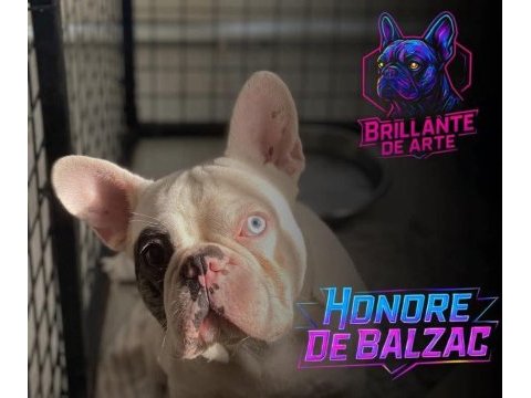 Tecrübeli koca kafalı blue merle pied french bulldog