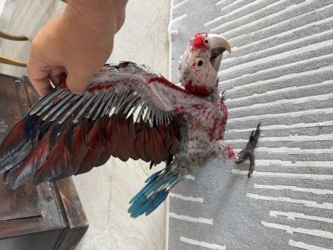Orman bakanlığı belgeli yavru evcil kırmızı macaw
