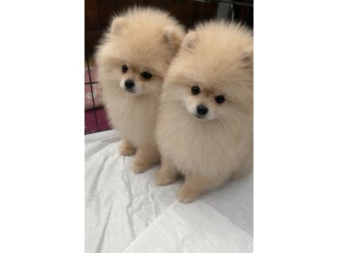3 aylık pomeranian yavrularım
