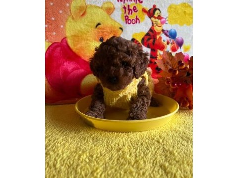 Anne yanından toy poodle bebekler