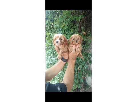 Irk sağlık ve soy garantili maltipoo yavrular