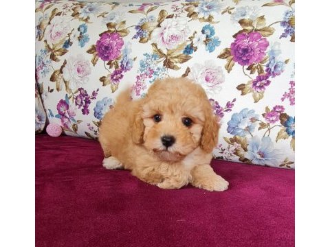 Sun kennels üretim çiftliğinden poodle bebekler