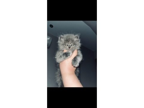 Safkan yurt dışından gelen british longhair yavruları