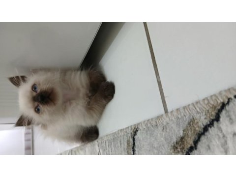 Dişi ragdoll kızım yeni yuvasını arıyor