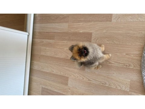 1 yaşında erkek pomeranian boo 2,5 kg