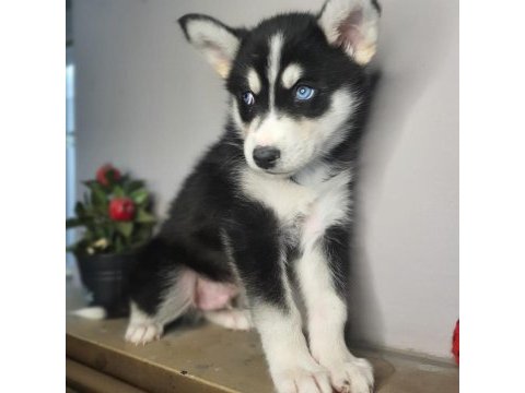 Safkan husky yavrularım