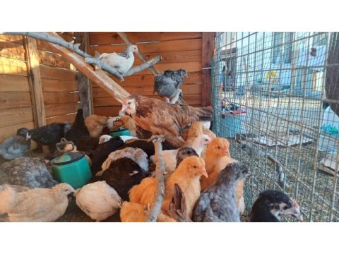 Çeşit çeşit süs tavuk horozları