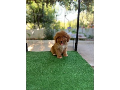 Maltipoo güzellikler mama karşılığında verilecektir