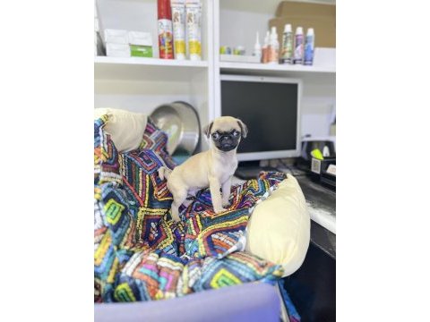 Minyatür pug yavrumuz