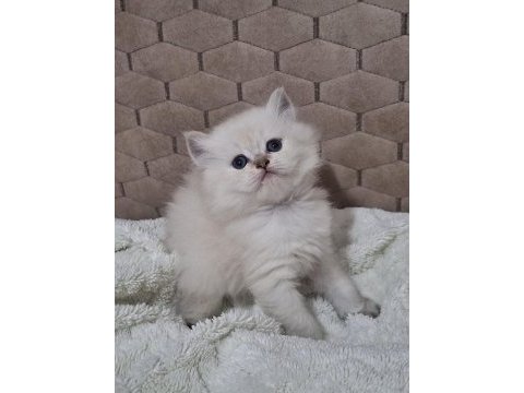 British longhair 50 günlük