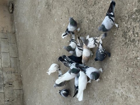 16 adet oyunlu güvercin