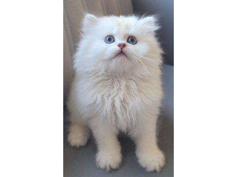British longhair gökyüzünün en güzel tonu bu gözlerde