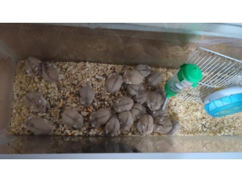 Gonzales hamster