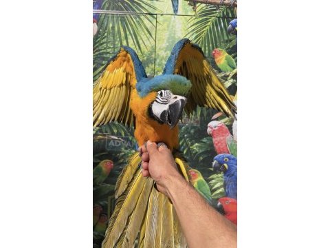 Sarı lacivert ara macaw