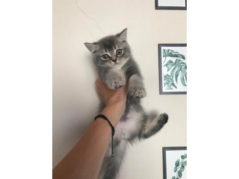 British longhair 4 yavrumuz