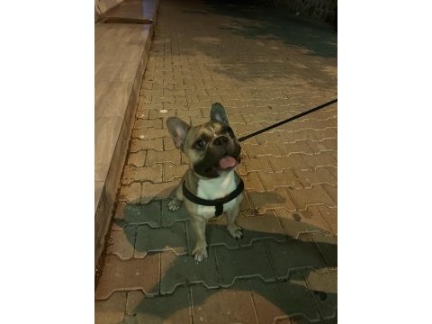 1 yaşında fawn erkek french bulldog
