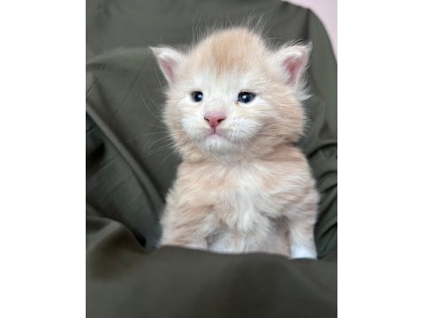 Full şecereli maine coon yavrular