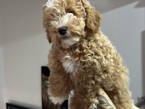 Wc eğitimli maltipoo yavrularımız