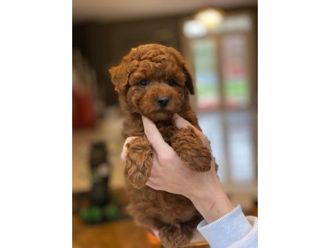Bir birinden sevimli poodle bebekleri