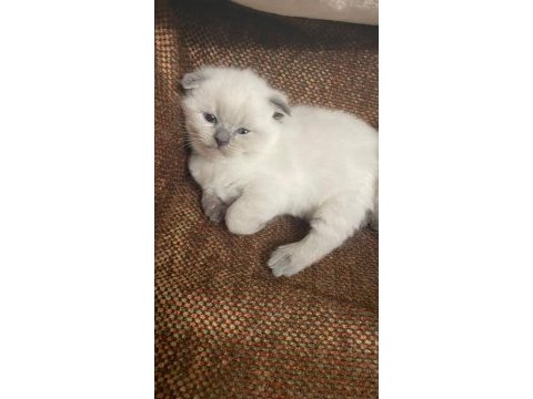 Safkan scottish fold