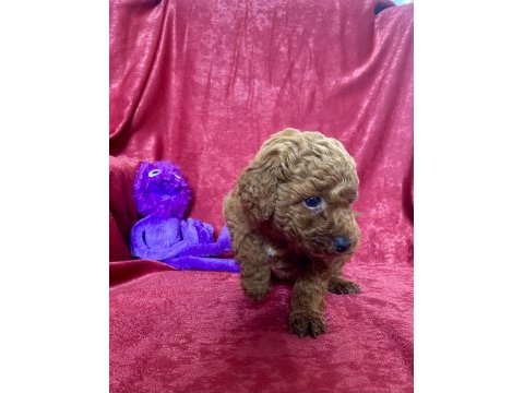 Mini red toy poodle kızımız