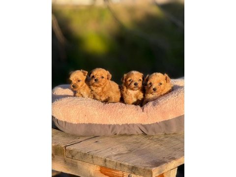 Korea teacup micro maltıpoo bebeklerimiz
