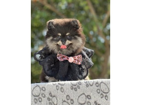 Sevimli black tan pomeranian