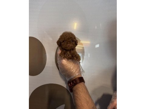 Teacup toy poodle yavrularımız