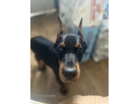 Şecereli doberman yavruları