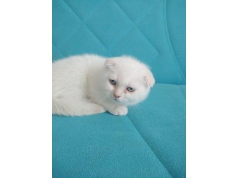 Sütten yeni kesilmiş scottish fold yavrular